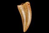 Serrated, Theropod (Deltadromeus?) Tooth - Real Dinosaur Tooth #178491-1